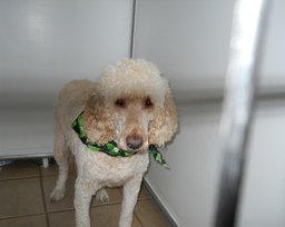 Poodle Ready to Head Home