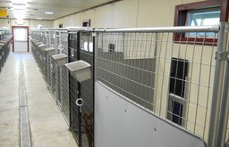 Interior of Dog Kennels